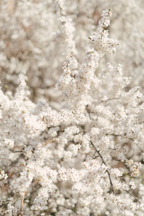White Cherry Blossoms in Close-up Photography