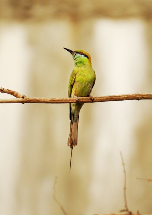 Immagine gratuita di appollaiato, fotografia di uccelli, mangiatore di API verde asiatico