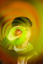 Portrait of Man on Yellow Background Done Through a Coil Spring