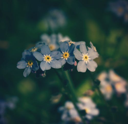 Forget Me Not Flowers in Close-up Photography