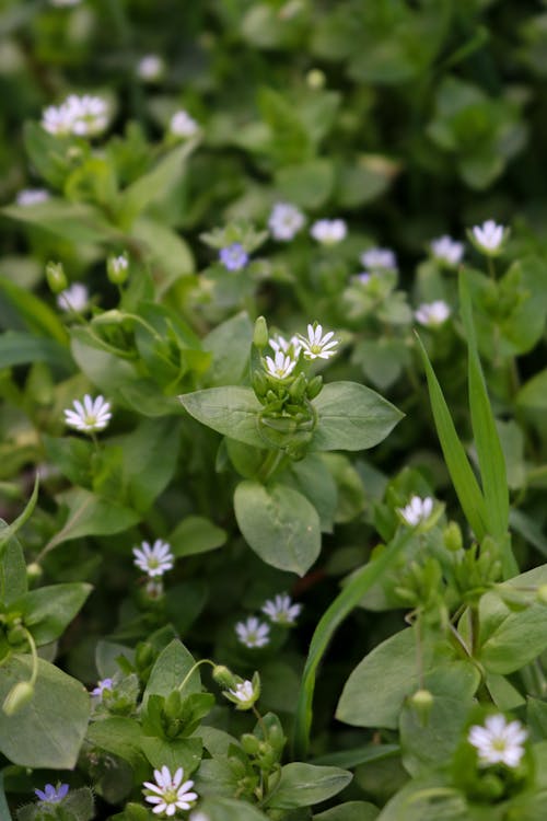 White Flowers on Green Leaves of a Plant