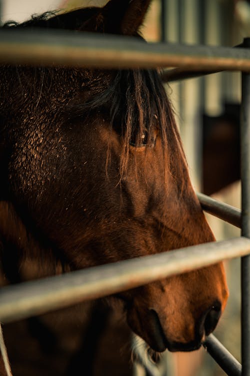 Free A Brown Horse in Cage Stock Photo