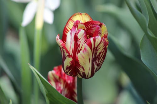 Tulip in Close Up Photography