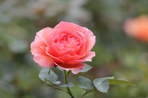 Pink Rose Flower Blooming in the Garden