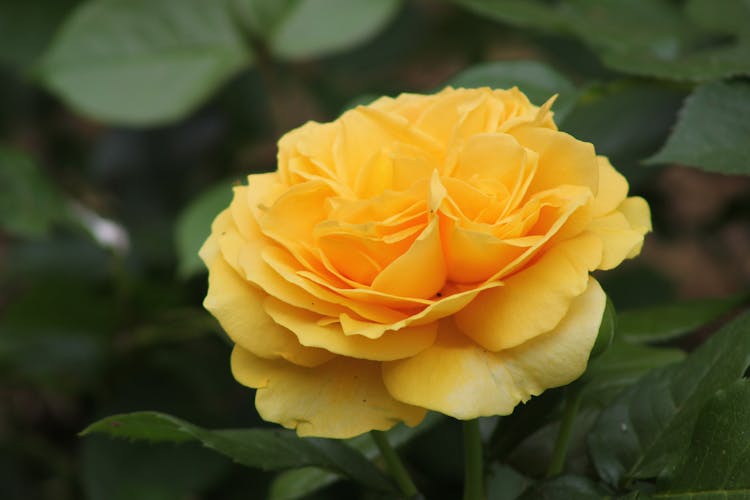 
A Close-Up Shot Of A Julia Child Rose