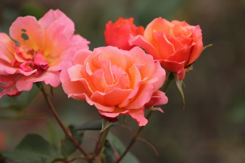 Roses in Close Up Photography