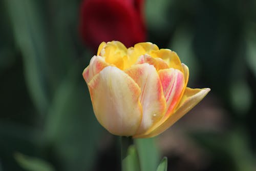 Kostnadsfri bild av blomfotografi, blomma, flora