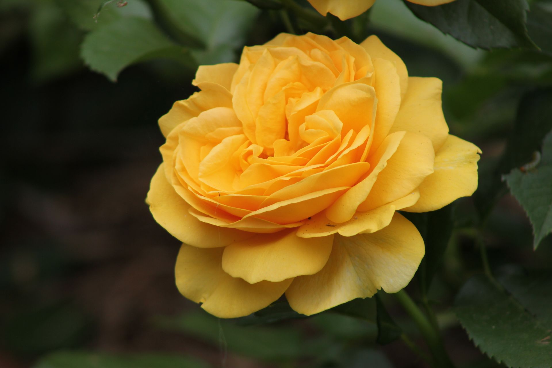 Close-up of a vibrant yellow rose in full bloom showcasing nature's beauty.