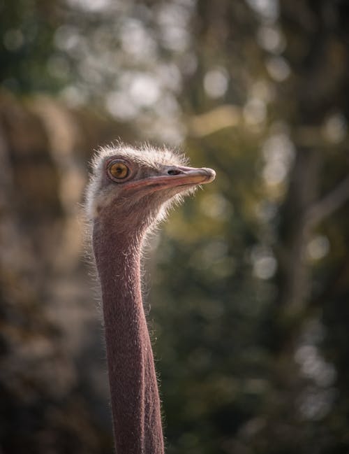 Foto profissional grátis de avestruz, aviário, fechar-se