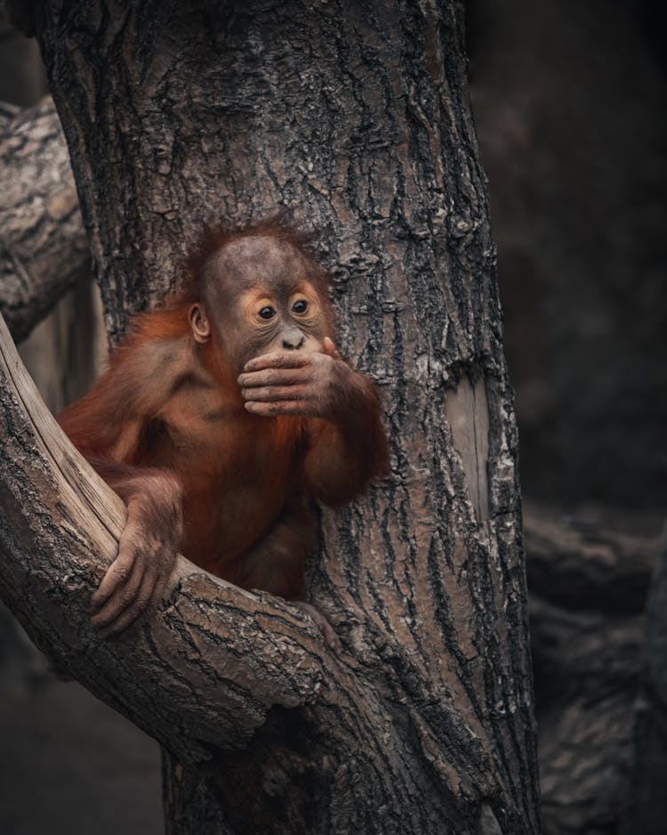 

A Baby Orangutan On A Tree