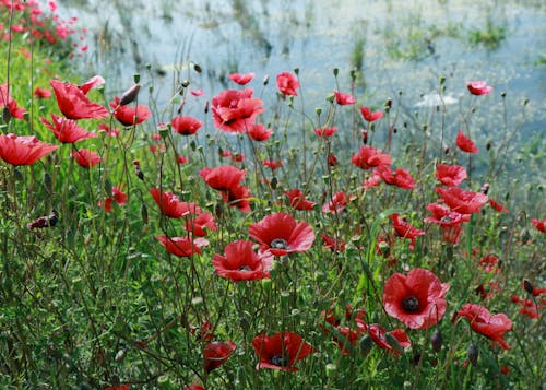 Fotobanka s bezplatnými fotkami na tému červené kvety, dedinský, flóra