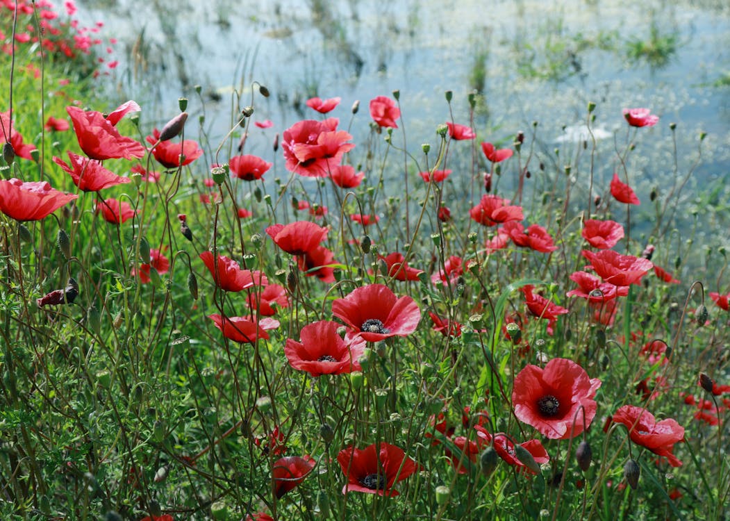 Red Poppy flowers Near Water