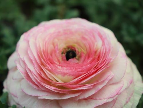 Fotos de stock gratuitas de Canon, flor, flor de peonía
