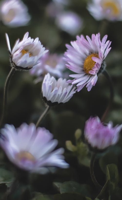 бесплатная Бесплатное стоковое фото с белые цветы, вертикальный выстрел, выборочный фокус Стоковое фото