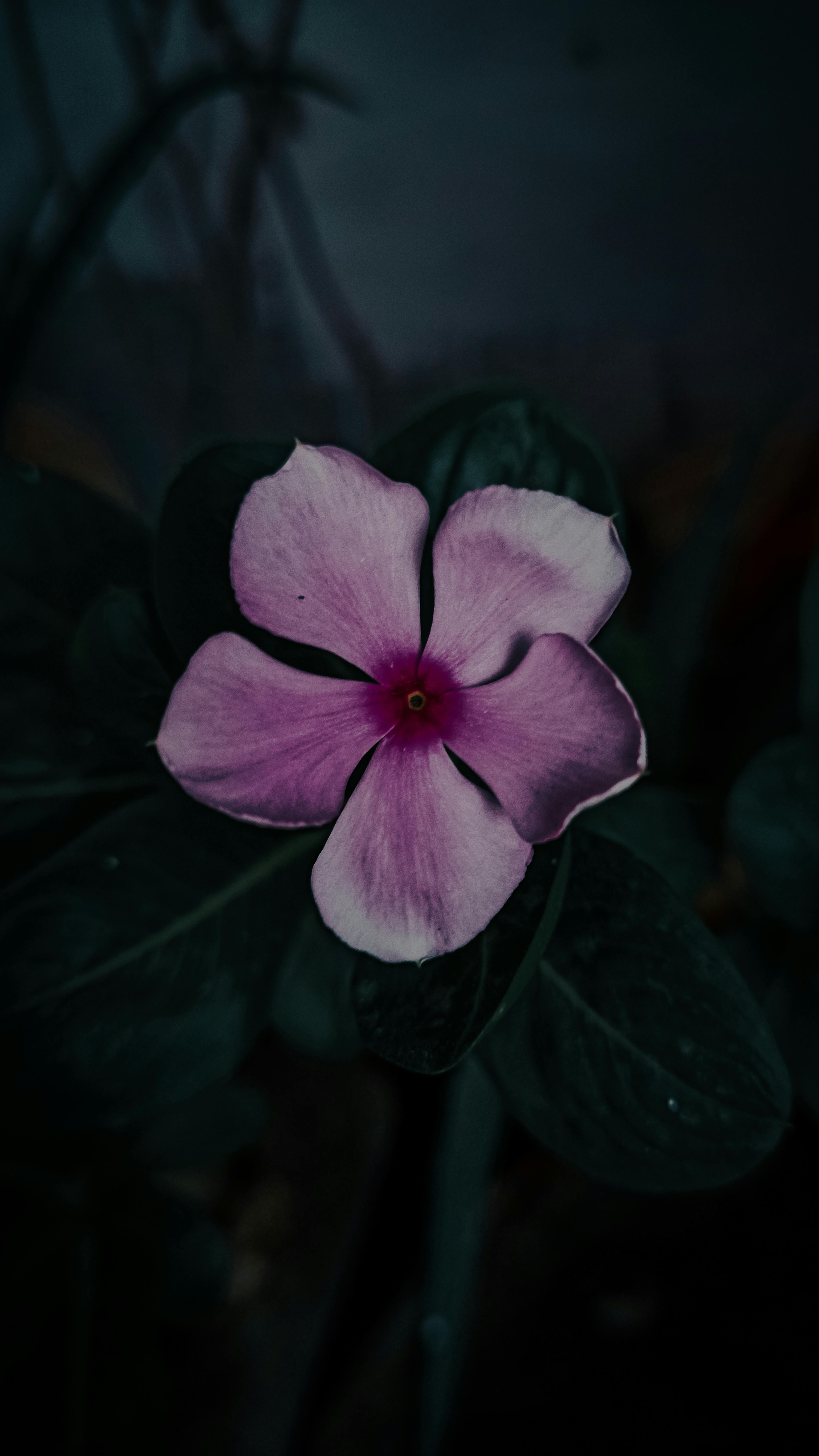 Periwinkle Leaves on a Dark Background Toned in Purple Color Stock Photo -  Image of texture, violet: 236680618