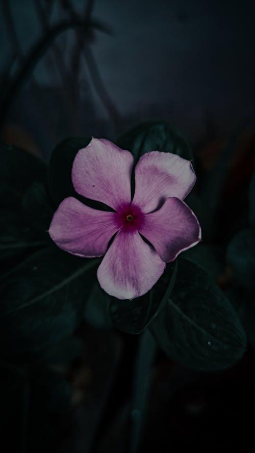 Purple Flower in Close Up Photography