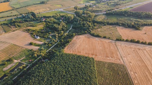 Aerial View of Green Trees and Brown Field