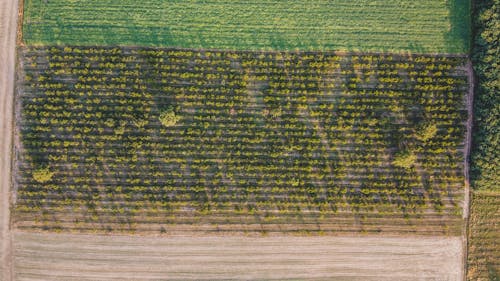
An Aerial Shot of an Agricultural Land