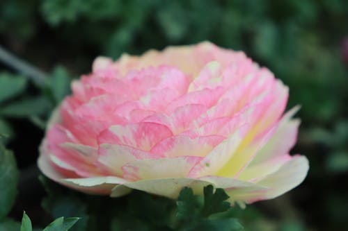 Fotos de stock gratuitas de Canon, flor, flor de peonía