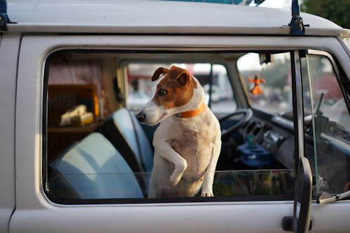 Free Dog in Car Window Stock Photo