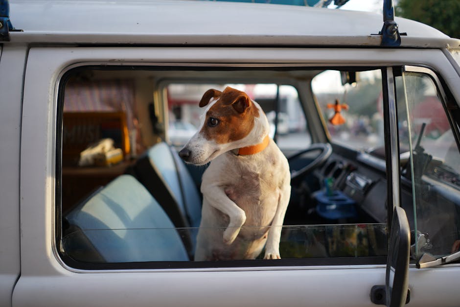 best vehicle for carrying dogs