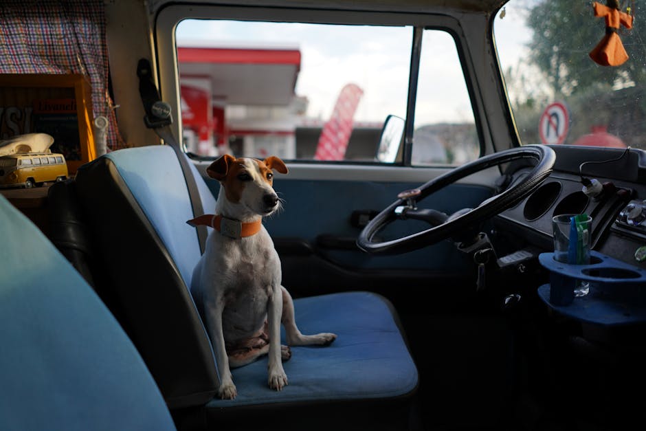 How To Calm Down A Dog Whining In The Car