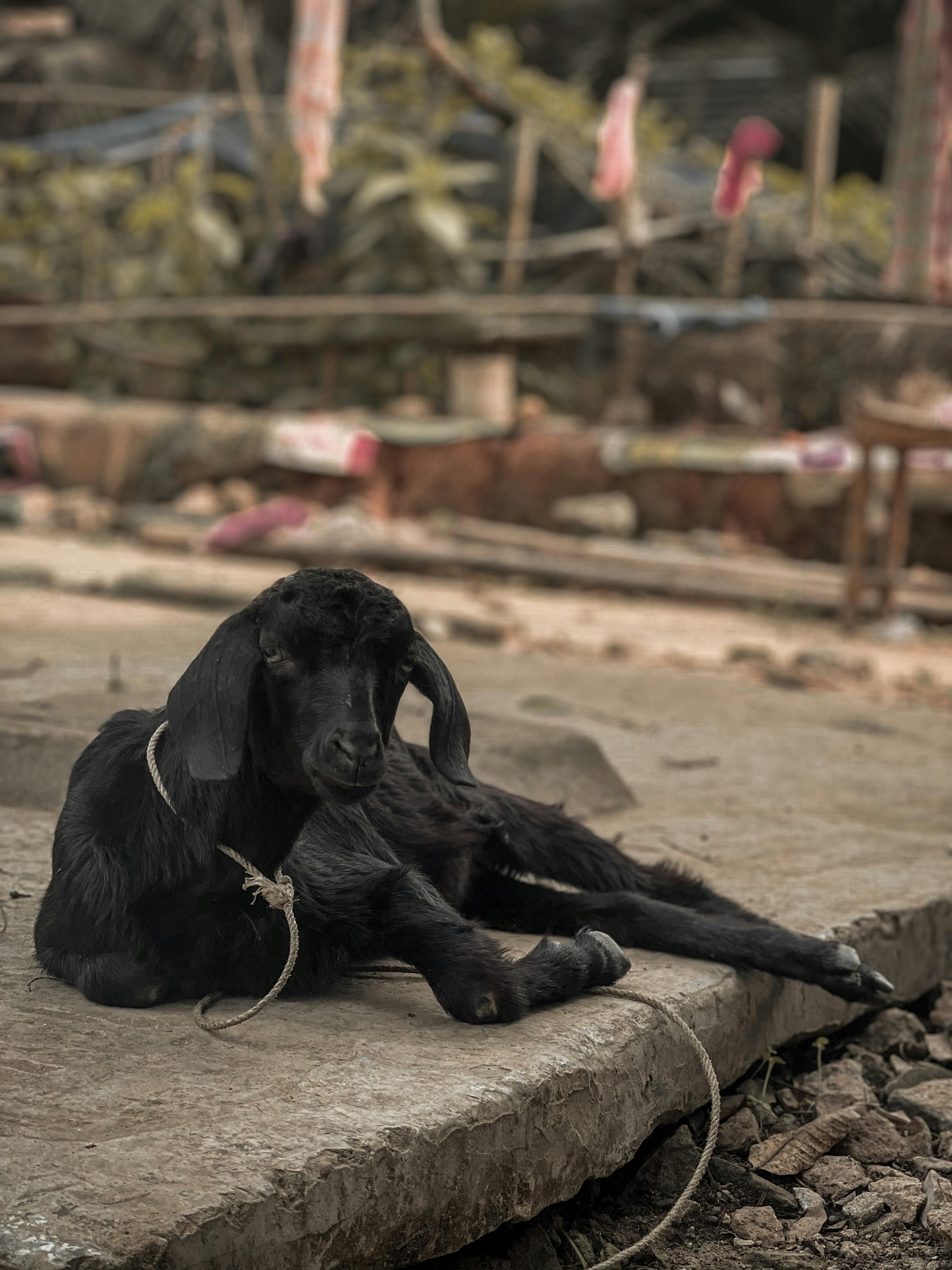 Gratuit Photos gratuites de à quatre pattes, agraire, agricole Photos