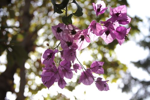 Free Close-up of vibrant bougainvillea flowers illuminated by sunlight. Stock Photo