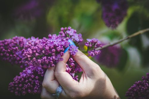 Free Close-up of a woman's hand with painted nails holding vibrant purple lilac blossoms outdoors. Stock Photo