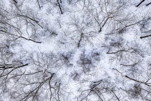 Bird's Eye View of Leafless Trees During Winter