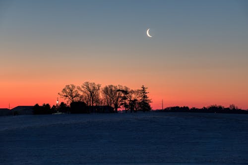 Silhouette of Trees during Sunset