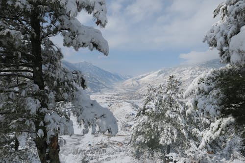Бесплатное стоковое фото с заснеженные деревья, зима, окружающая среда