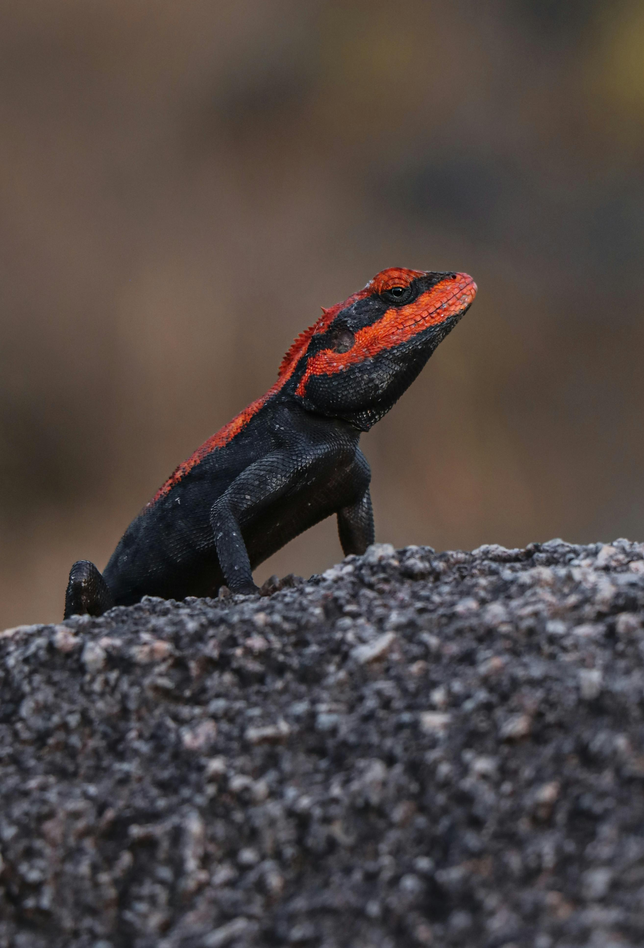 Free stock photo of black, canon, chameleon