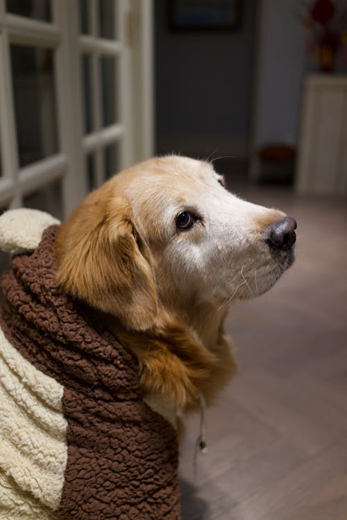 Golden Retriever Covered With Brown Thick Clothes
