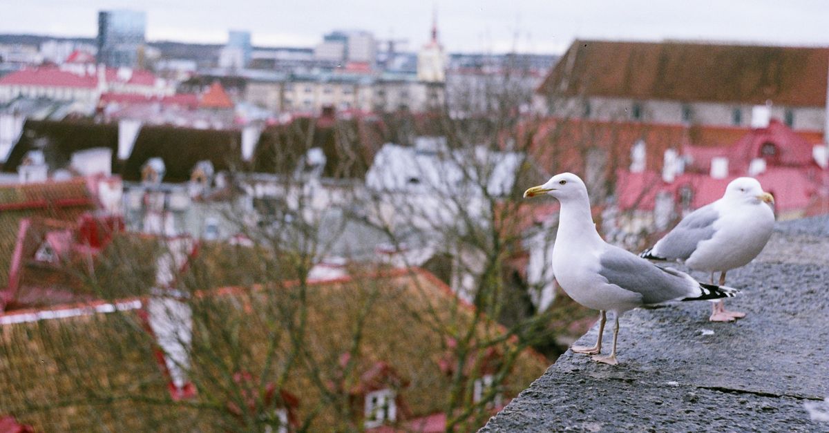Ventajas del sistema digital y fiscal de Estonia para impulsar la economía global Ventajas del sistema digital y fiscal de Estonia para impulsar la economía global