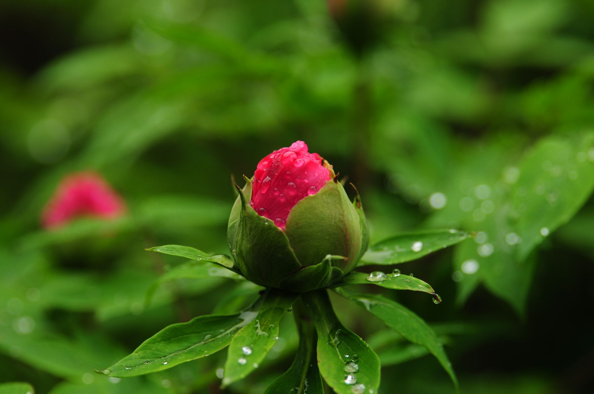 Close-up of a peony bud with dewdrops, surrounded by green foliage in a spring garden.
