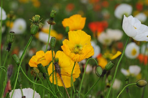 꽃, 노란 꽃, 식물군의 무료 스톡 사진