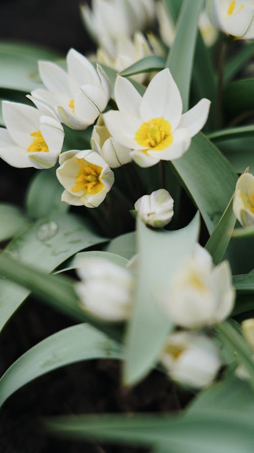 Blooming White Tulips