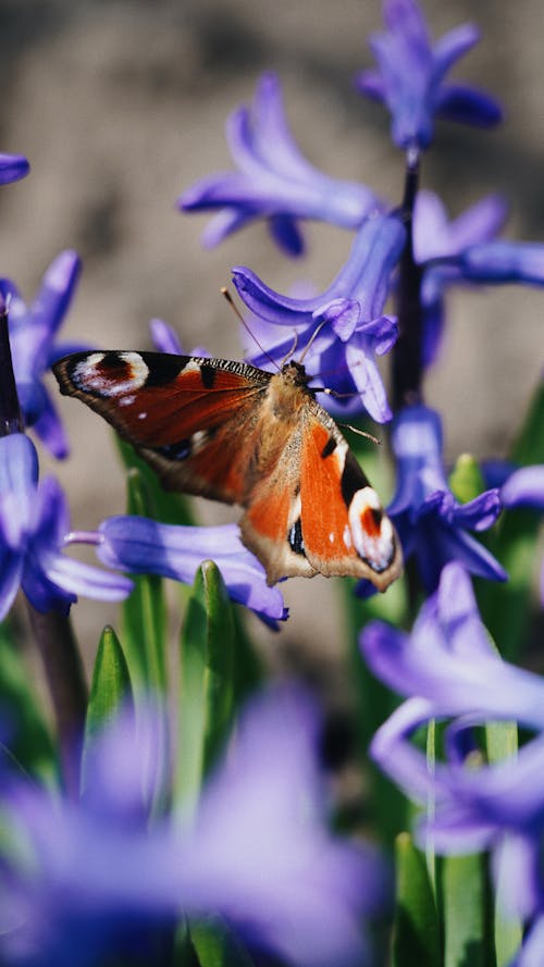 Free Butterfly Sitting on a Hyacinth Stock Photo