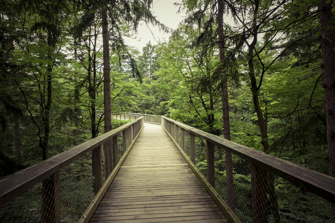 Free stock photo of 4k wallpaper, bridge, daylight, environment, forest,  green, hike, landscape images, light, nature, nature background, outdoors,  park, path, pathway, scenic, travel photos, trees, walk, wooden planks,  woods