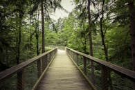 沿着风景秀丽的木制走道，穿过宁静的绿色森林，非常适合自然爱好者和徒步旅行者探索
