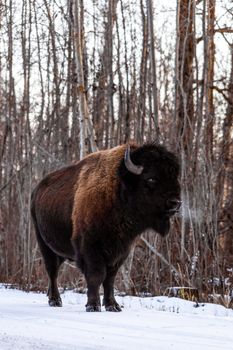 European bison standing on snow-covered ground in Elk Island, Canada.