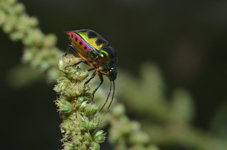 Close Up Of Beetle