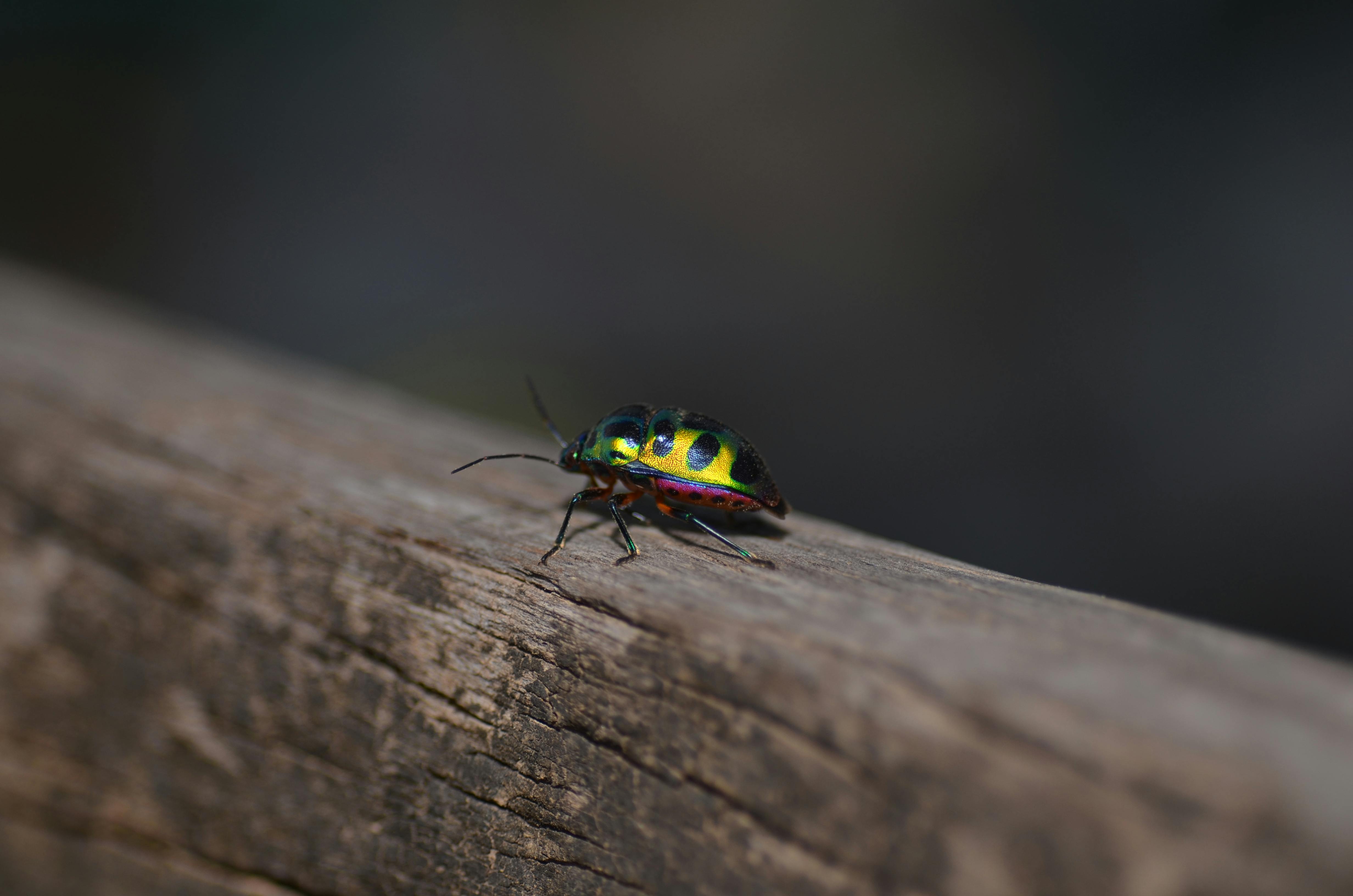 Close-up of a colorful jewel bug resting on a rustic wooden surface in natural light.