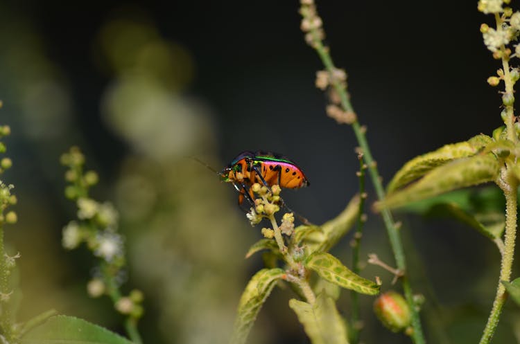 Hibiscus Harlequin Bug Perched On Green Plant