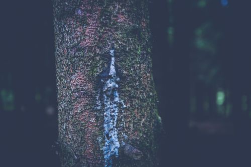 Free Detailed view of a tree trunk with resin in a dark forest setting, creating a moody atmosphere. Stock Photo