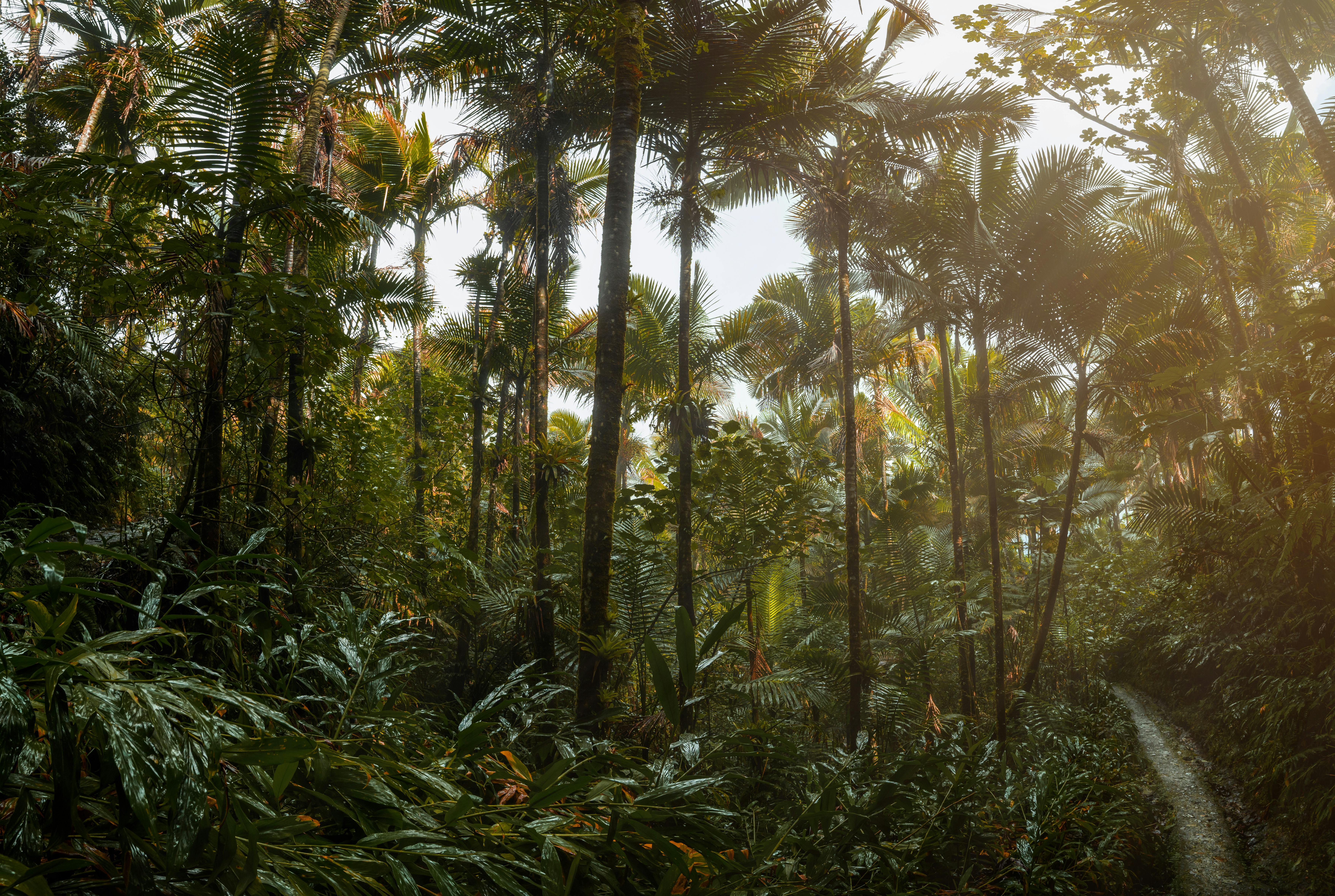 Explore the dense vegetation and towering trees of a Puerto Rican rainforest in Ru00edo Grande.