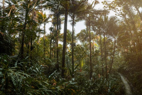 Základová fotografie zdarma na téma dešťový prales, džungle pozadí, les