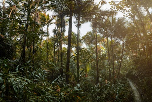 Ilmainen kuvapankkikuva tunnisteilla metsä, puerto rico, puut