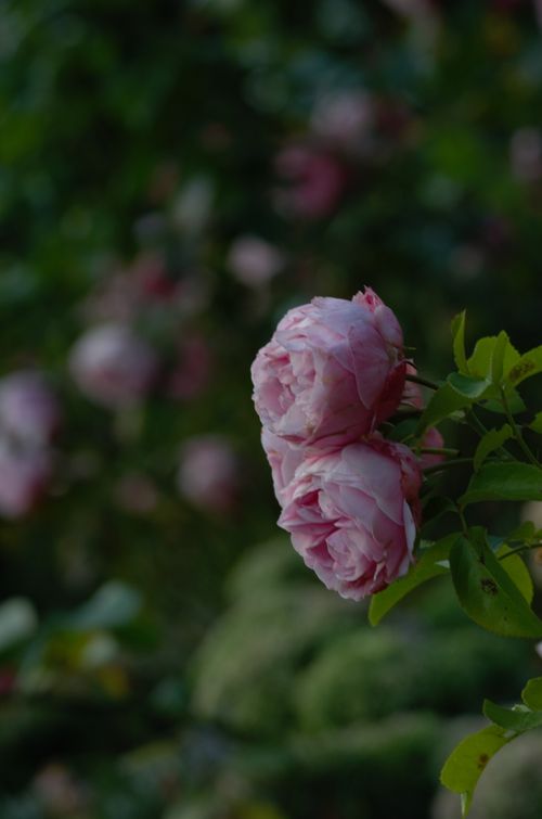 Free rose  Stock Photo